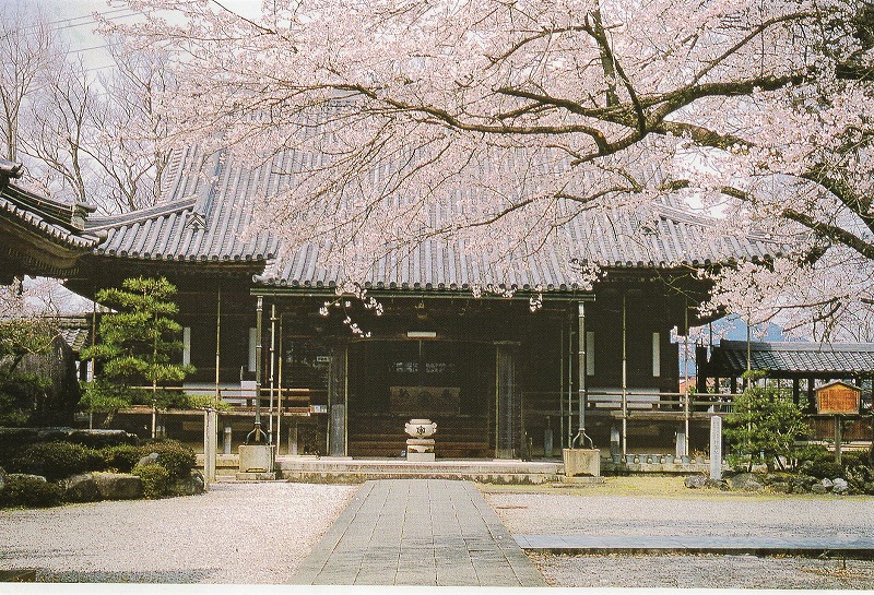 春・桜と本堂